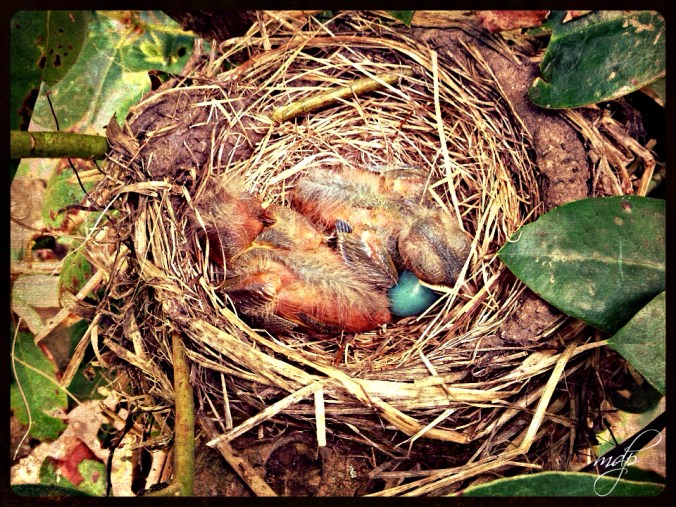 Five days old.  A crowded house.